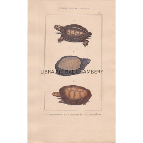 Gravure de Chéloniens ou tortues, Pl 5 - 1La Raboteuse - 2 La Chagrinée - 3 La Roussâtre