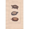 Gravure de Chéloniens ou tortues, Pl 5 - 1La Raboteuse - 2 La Chagrinée - 3 La Roussâtre