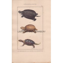 Gravure de Chéloniens ou tortues, Pl 2 - 1 La Bourbeuse - 2 La Ronde - 3 La Serpentine