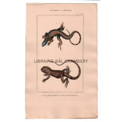 Gravure de Sauriens ou lézards, Pl 3 - 1Le Tupinambis - 2 Le Sourcilleux