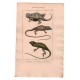 Gravure de Sauriens ou lézards, Pl 5 - 1Le Tapaye - 2 Le Marbré - 3 Le Roquet