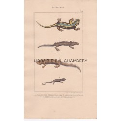 Gravure de Batraciens, Pl 1 - 1 La Salamandre terrestre - La S. à queue mâle - 3 Id. femelle - 4 La S. à trois doigts