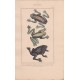 Gravure de Batraciens, Pl 3 - 1 La Grenouille réticulaire - La Patte d'oie - 3 La Mugissante