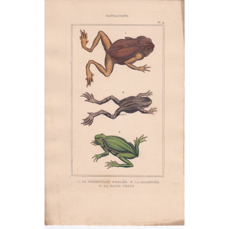 Gravure  de Batraciens, Pl 4 - 1 La Grenouille perlée - 2 La Galonnée - 3 La Raine verte