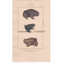 Gravure  de Batraciens, Pl 5 - 1 Le Crapaud commun - 2 Le Vert - 3 Le Calamite