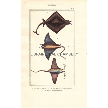 Gravure de Poissons, Pl 8 - 1 La Raie Manatia - 2 La Raie Fabronienne - 3 La raie Banksienne