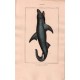 Gravure de Poissons, Pl 9 - 1 Le Squale Requin