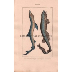 Gravure de Poissons, Pl 11 - 1 Le Squale glauque - Le Squale roussette