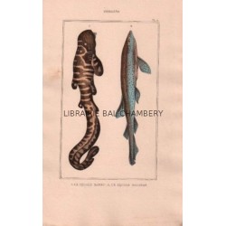 Gravure de Poissons, Pl 12 - 1 Le Squale barbu - Le Squale rocher