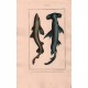 Gravure de Poissons, Pl 13 - 1 Le Squale milandre - Le Squale marteau