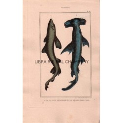 Gravure de Poissons, Pl 13 - 1 Le Squale milandre - Le Squale marteau