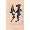 Gravure de Poissons, Pl 13 - 1 Le Squale milandre - Le Squale marteau