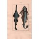 Gravure de Poissons, Pl 15 - 1 Le Squale scie- Le Squale ange