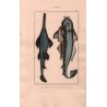 Gravure de Poissons, Pl 15 - 1 Le Squale scie- Le Squale ange