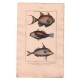 Gravure de Poissons, Pl 17 - 1 Le Baliste vieille- 2 Le Baliste écharpe - 3 Le Baliste double aiguillon