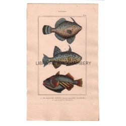 Gravure de Poissons, Pl 18 - 1 Le Baliste chinois - 2 Le Baliste tacheté - 3 Le Baliste épineux