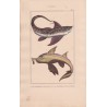 Gravure de Poissons, Pl 20 - 1 La Chimère arctique  - 2 La Chimère antarctique