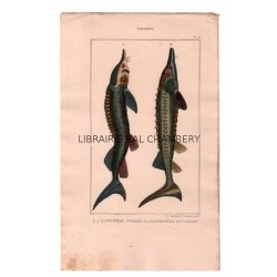 Gravure de Poissons, Pl 21 - 1 L'Acipensère strelet - 2 L'Acipensère esturgeon