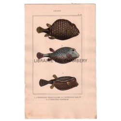 Gravure de Poissons, Pl 22 - 1 L'Ostracion triangulaire - 2 L'Ostracion maillé - 3 L'Ostracion pointillé