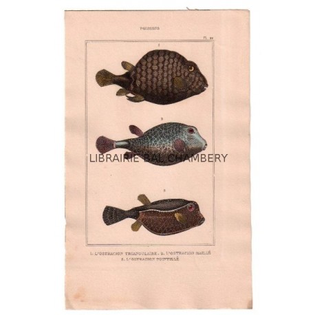 Gravure de Poissons, Pl 22 - 1 L'Ostracion triangulaire - 2 L'Ostracion maillé - 3 L'Ostracion pointillé