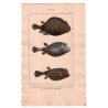 Gravure de Poissons, Pl 22 - 1 L'Ostracion triangulaire - 2 L'Ostracion maillé - 3 L'Ostracion pointillé