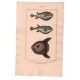 Gravure de Poissons, Pl 25 - 1 Le Tétrodon plumier - 2  Le Tétrodon tigré - 3  Le Tétrodon lune