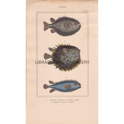 Gravure de Poissons, Pl 26 - 1 Diodon atinga - 2  Diodon orbe - 3  Diodon atinga variété