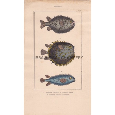 Gravure de Poissons, Pl 26 - 1 Diodon atinga - 2  Diodon orbe - 3  Diodon atinga variété