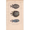 Gravure de Poissons, Pl 26 - 1 Diodon atinga - 2  Diodon orbe - 3  Diodon atinga variété