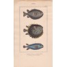 Gravure de Poissons, Pl 26 - 1 Diodon atinga - 2  Diodon orbe - 3  Diodon atinga variété