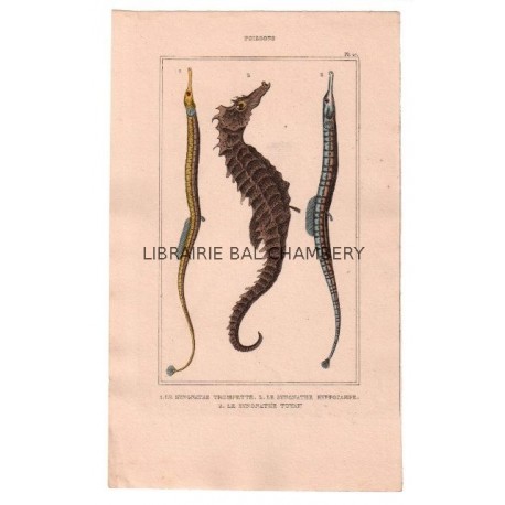 Gravure de Poissons, Pl 27 - 1 Le Syngnathe trompette - 2 Le Syngnathe hyppocampe - 3 Le Syngnathe tuyauu