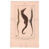 Gravure de Poissons, Pl 27 - 1 Le Syngnathe trompette - 2 Le Syngnathe hyppocampe - 3 Le Syngnathe tuyauu