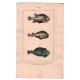 Gravure de Poissons, Pl 28 - 1 Le Cycloptère Lompe - 2 Le  Cycloptère denté - 3 Le  Cycloptère ventru