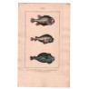 Gravure de Poissons, Pl 28 - 1 Le Cycloptère Lompe - 2 Le  Cycloptère denté - 3 Le  Cycloptère ventru