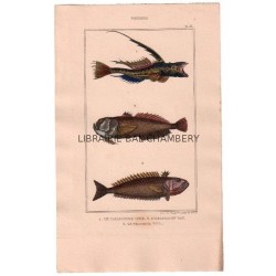 Gravure de Poissons, Pl 33 - 1 Le Callionyme lyre - 2 L'Uranoscop rat - 3 Le Trachine vive