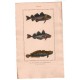 Gravure de Poissons, Pl 34 - 1 Le Gade morue - 2 Le Gade merlan - 3 Le Gade lote