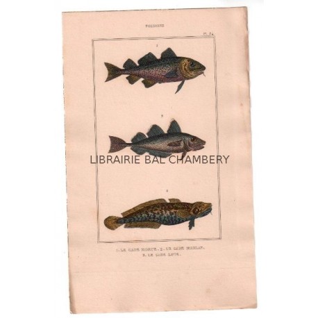 Gravure de Poissons, Pl 34 - 1 Le Gade morue - 2 Le Gade merlan - 3 Le Gade lote