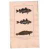 Gravure de Poissons, Pl 34 - 1 Le Gade morue - 2 Le Gade merlan - 3 Le Gade lote