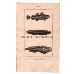 Gravure de Poissons, Pl 35 - 1 Le Gade capelan - 2 Le Gade mustel - 3 Le Batrachoïde tau