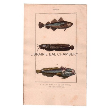 Gravure de Poissons, Pl 35 - 1 Le Gade capelan - 2 Le Gade mustel - 3 Le Batrachoïde tau