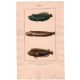 Gravure de Poissons, Pl 36 - 1 Le Blennie bosquien - 2 Le Blennie gunnel  - 3 Le Blennie pointillé