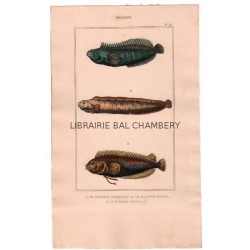 Gravure de Poissons, Pl 36 - 1 Le Blennie bosquien - 2 Le Blennie gunnel  - 3 Le Blennie pointillé