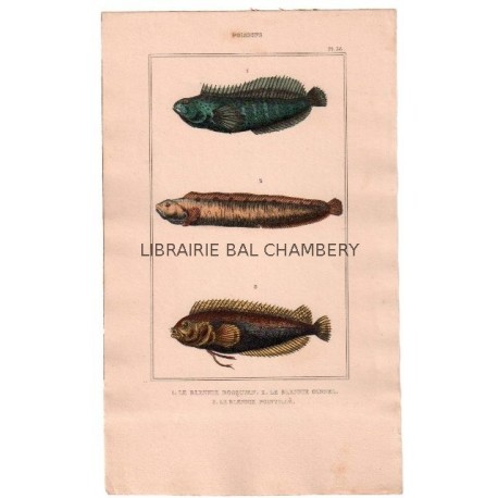 Gravure de Poissons, Pl 36 - 1 Le Blennie bosquien - 2 Le Blennie gunnel  - 3 Le Blennie pointillé