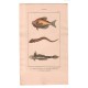 Gravure de Poissons, Pl 37 - 1 Le Kurte blochien - 2 Le Toenioïde hermannien- 3 Le Gobie lancéolé