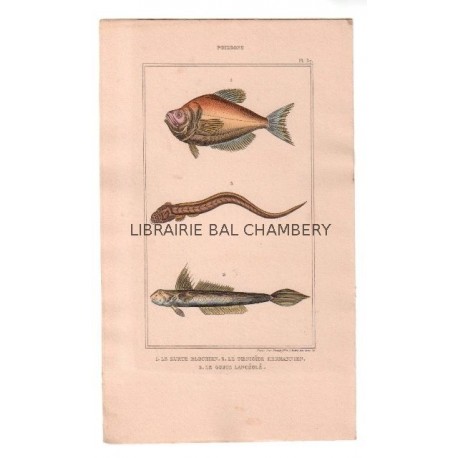 Gravure de Poissons, Pl 37 - 1 Le Kurte blochien - 2 Le Toenioïde hermannien- 3 Le Gobie lancéolé