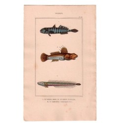 Gravure de Poissons, Pl 38 - 1 Le Gobie bosc - 2 Le Gobie plumier - 3 Le Gobioïde broussonnet