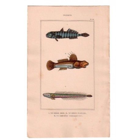 Gravure de Poissons, Pl 38 - 1 Le Gobie bosc - 2 Le Gobie plumier - 3 Le Gobioïde broussonnet