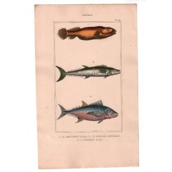 Gravure de Poissons, Pl 39 - 1 Le Gobiesoce testar - 2 Le Scombre commerson - 3 Le Scombre thon