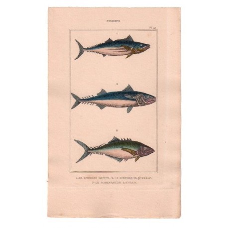 Gravure de Poissons, Pl 40 - 1 Le Scombre bonite - 2 Le Scombre maquereau - 3 Le Scomberoïde sauteur