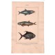 Gravure de Poissons, Pl 42 - 1 Le Caranxomore pélagique - 2 Le Caranxomore plumerien - 3 Le Coesiomore bloch